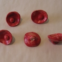 Boutons à queue rouges