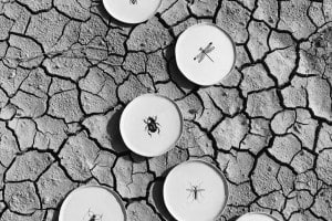 COLLECTION INSECTES 2018, Concept store Moustique, Arles