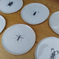 Gros Plan Assiettes Moustique