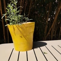 Pot jaune estragon
